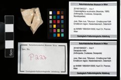 Foto (Objekt + Etikett) von Cracensigillatus acutirostris (Moericke, 1889)  (NHMW-GEO-2014-0194-0227)